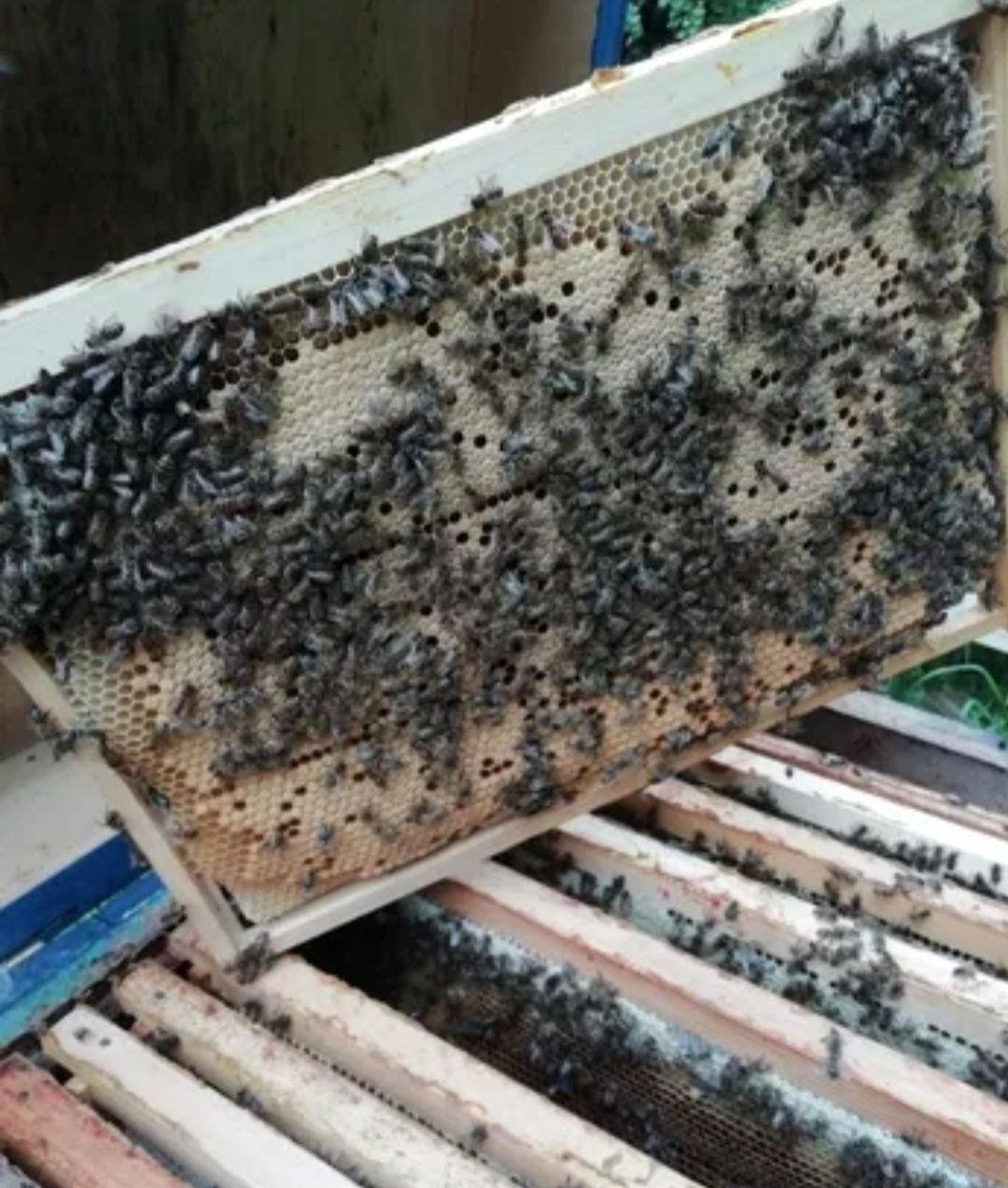 Бджолопакети бакфаст карніка карпатка