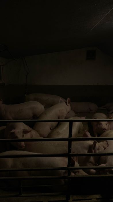 продам свиней живою вагою від 130 до 170кг