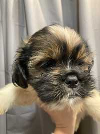 Piesek po matce Shih Tzu