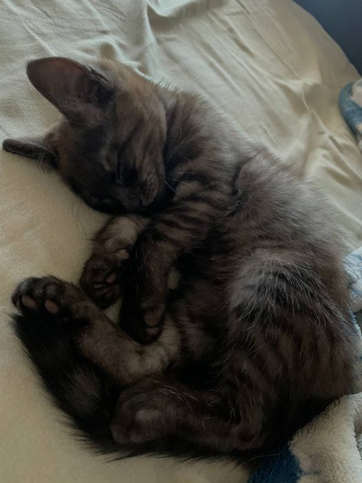 Отдам котенка срочно!