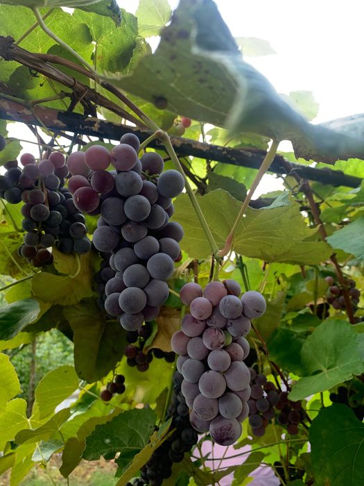 Winogrona na wino i nie tylko