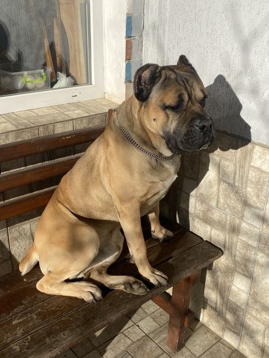 КанеКорсо вʼязка,чистокровного хлопчика