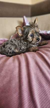 Yorkshire terrier piesek