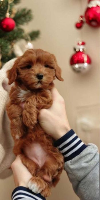 Невероятная красотка мальтипу. Девочка в окрасе ред браун.