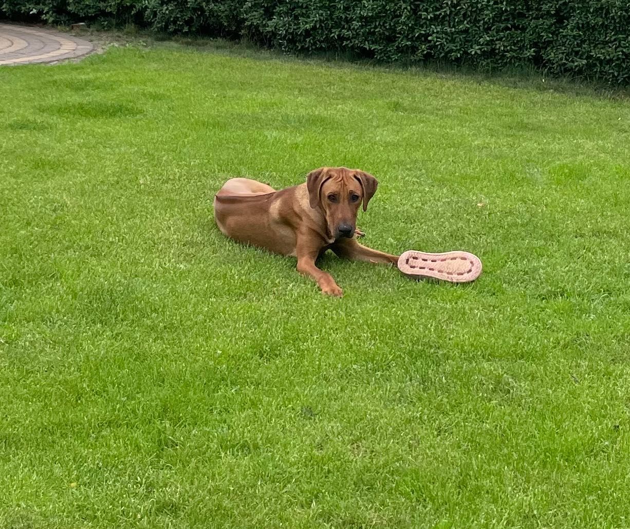 Rhodesian Ridgeback HUGO piesek po Championach