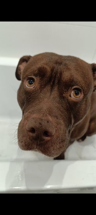 Pies w typie pitbulla