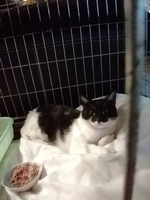 Kocurek Zorro do adopcji