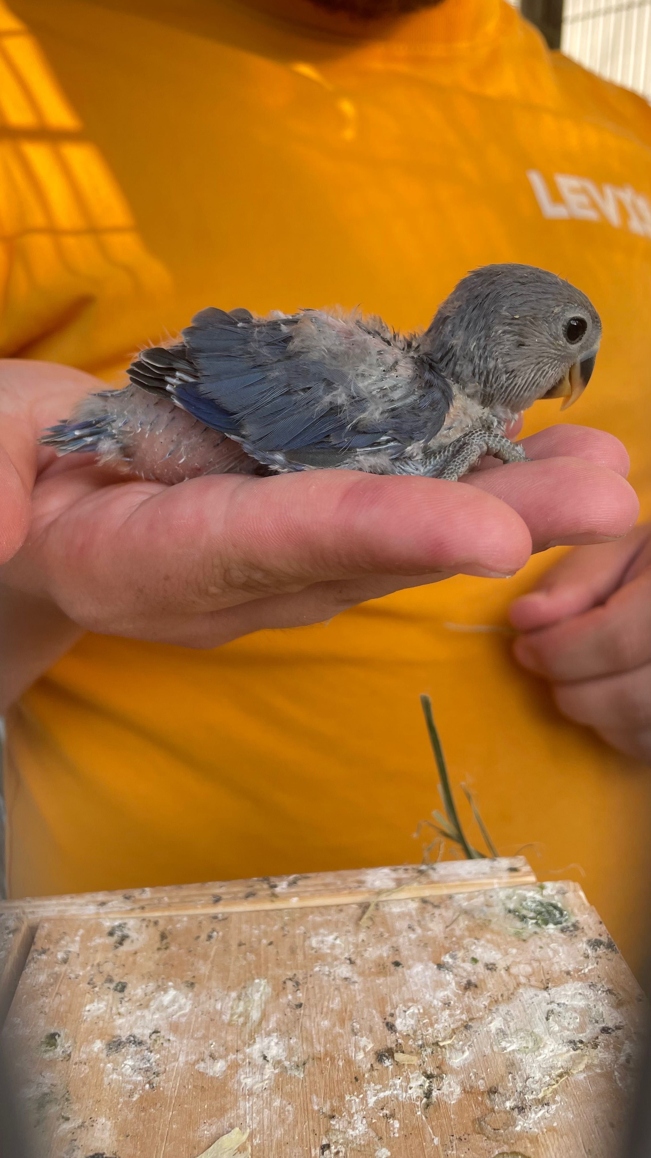 Agapornis para criar a mão