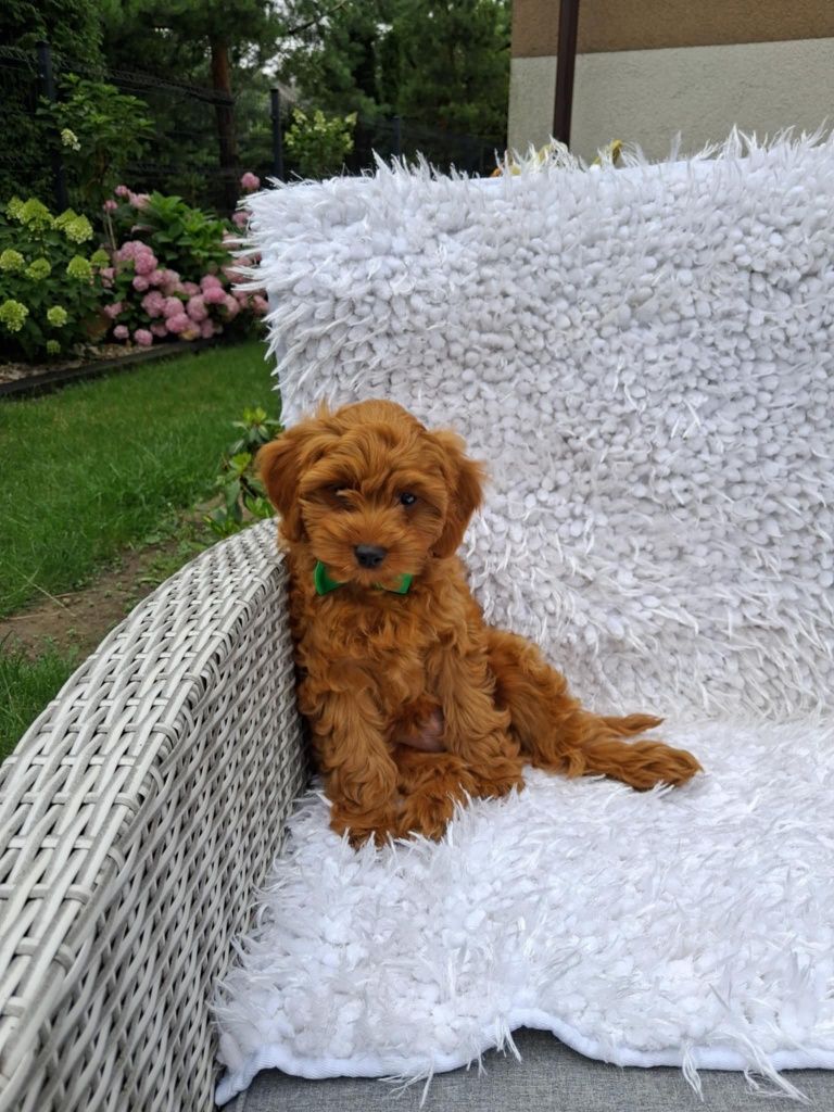 Śliczny Piesek Cavapoo