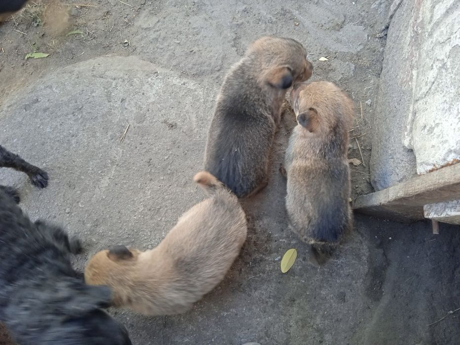 Отдам щенков швейцарской овчарки