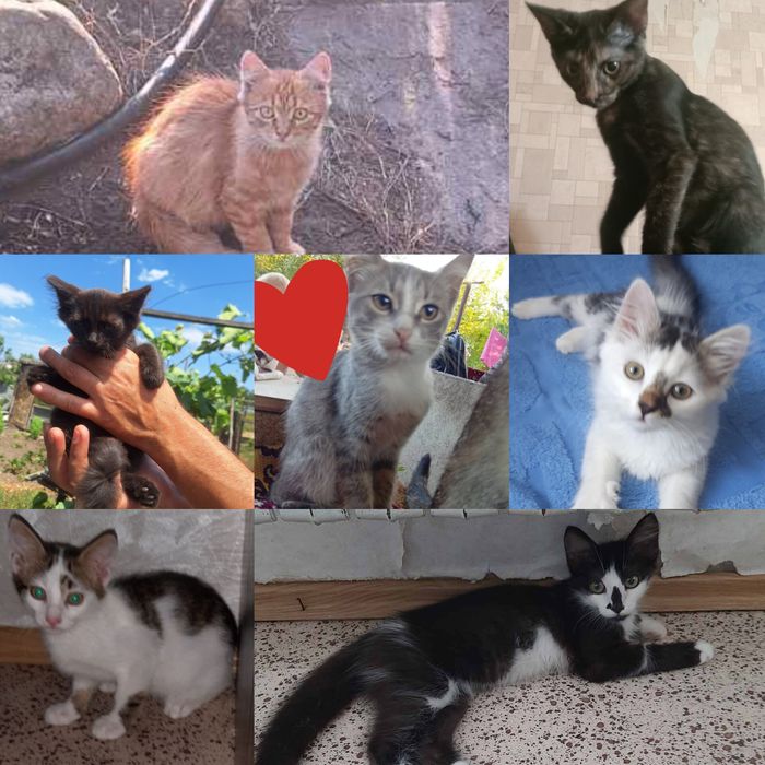Разные котята бесплатно. Кот. Кошка. Котенок даром