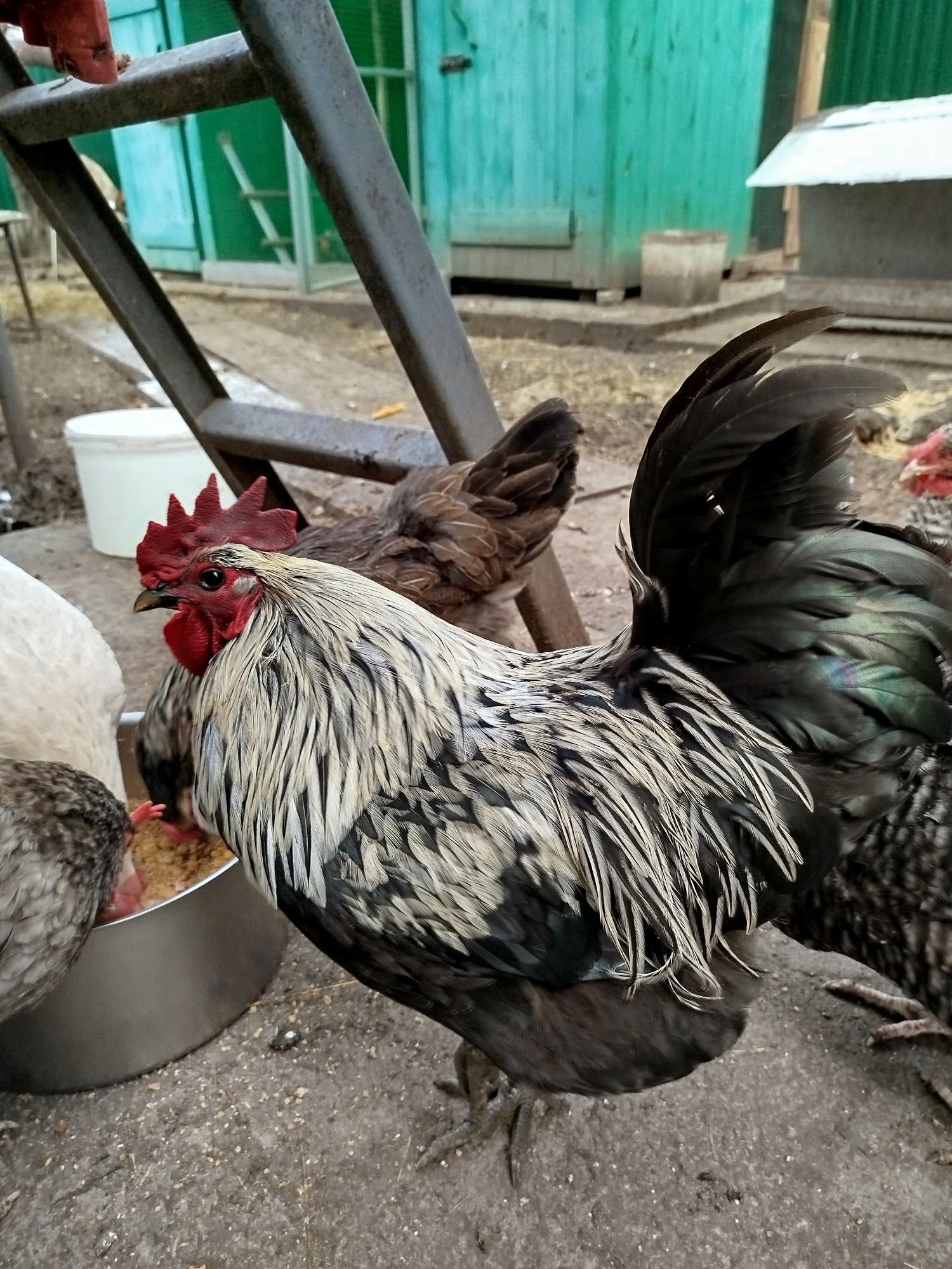 Яйця інкубаційні