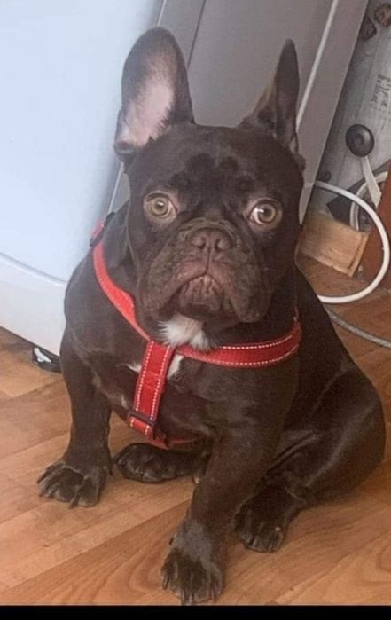 Кобель - вязка,  Ізабелла Роджо