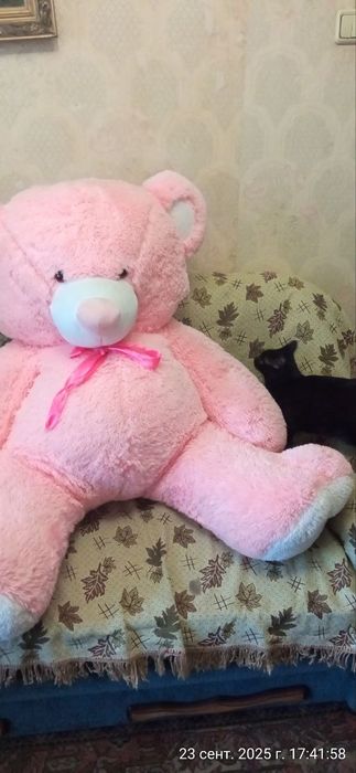 Домашняя кошка умерла хозяйка