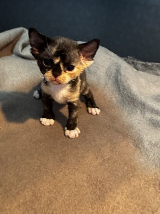 Devon Rex tricolor