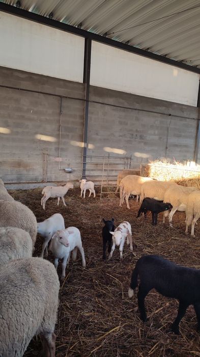 Vendo Borregos com 2 meses