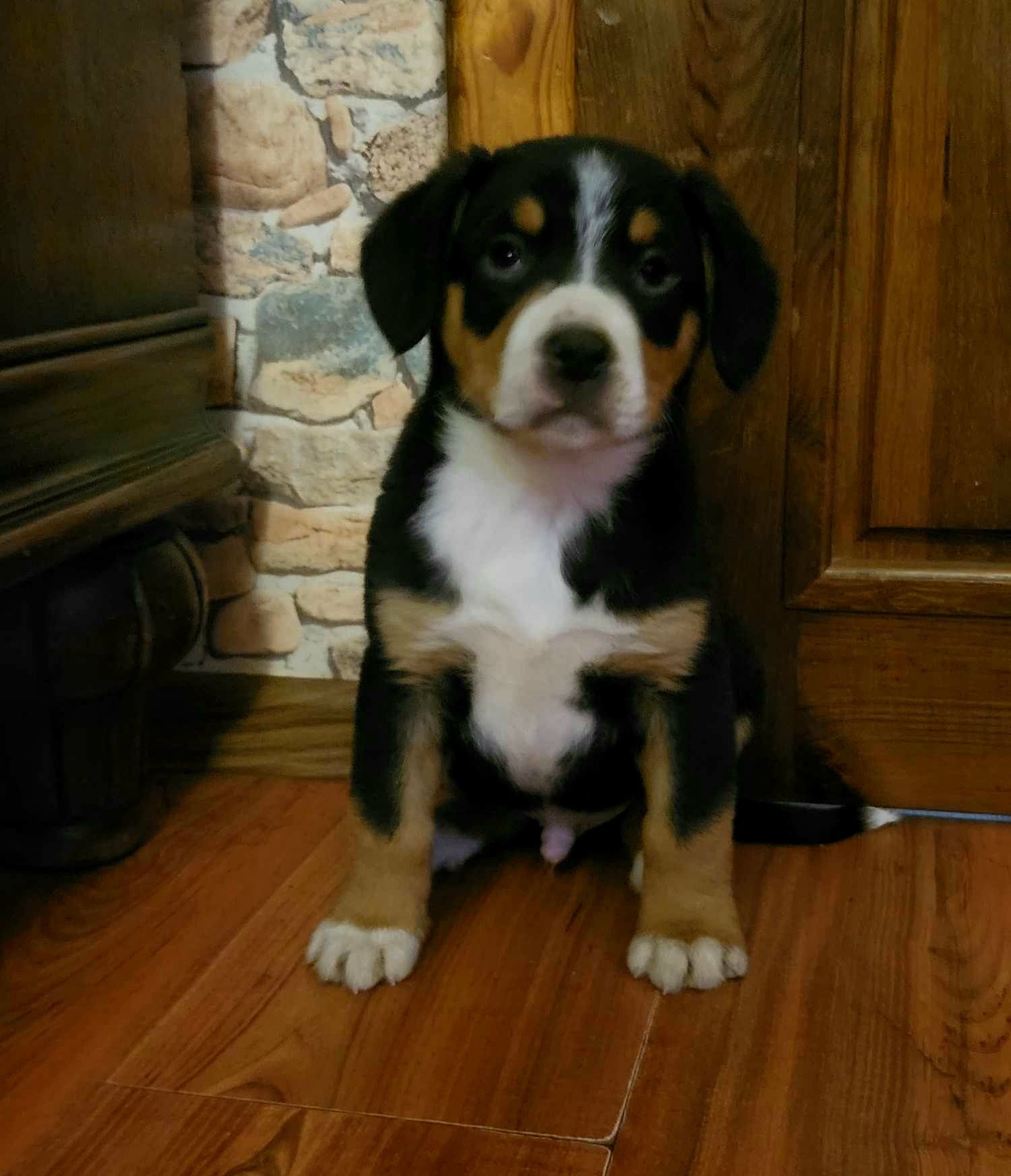 Entlebucher Sennenchund FCI