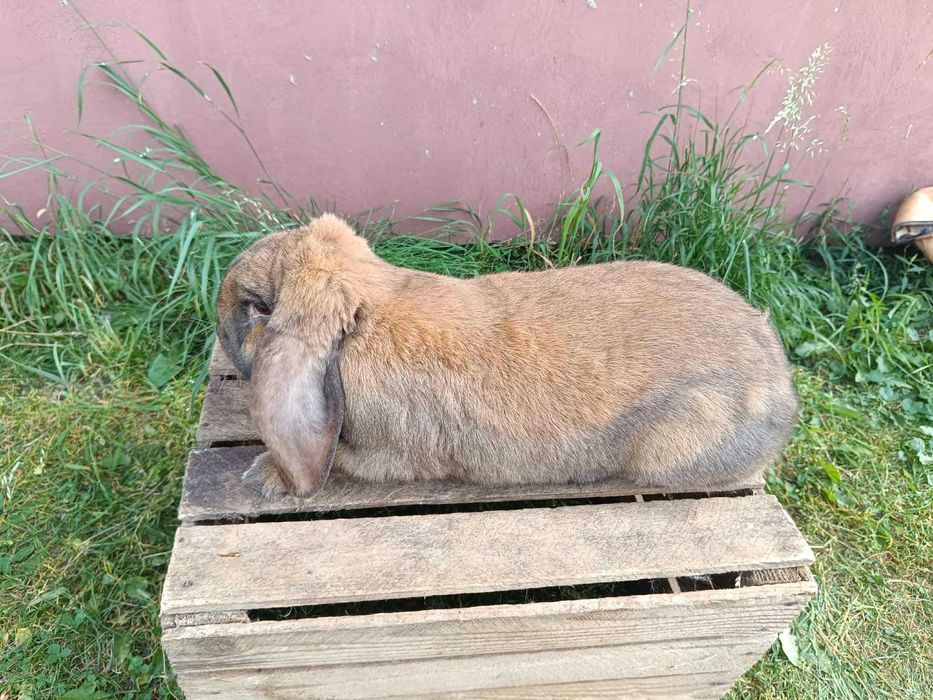 baran francuski madagaskarowy samce i samice