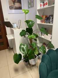 Duża monstera z doniczką