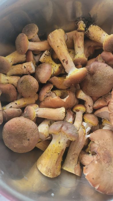 Opieńki Świeże 2025