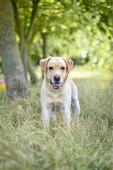 Dżeki-pies w typie labradora do odpowiedzialnej adopcji
