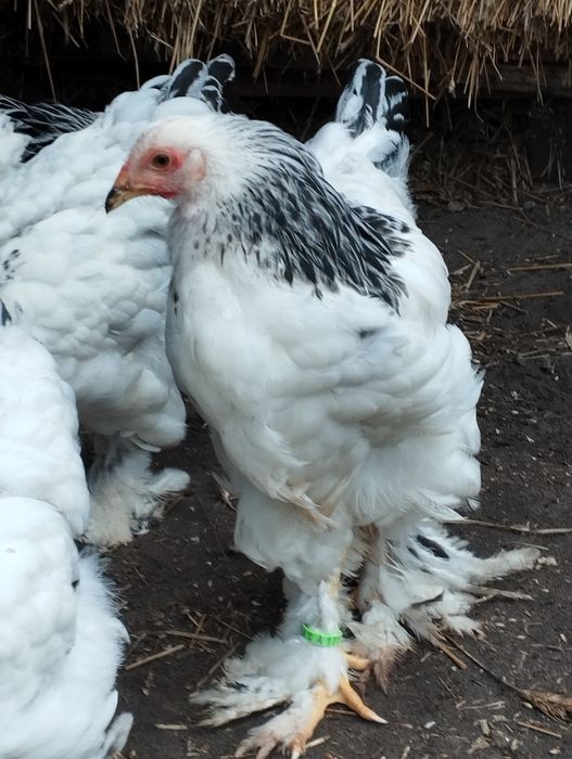 Młode koguty Brahma