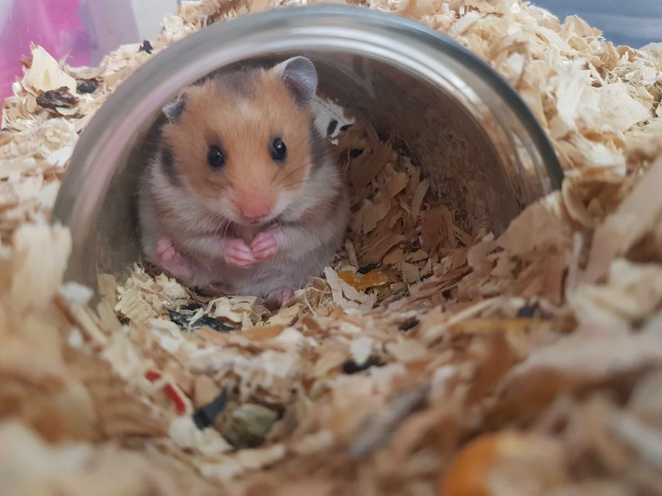 Chomik syryjski krótkowłosy