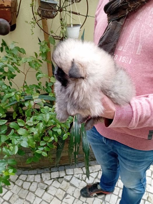 Spitz anão (lulu da Pomerânia) excelente exemplar.