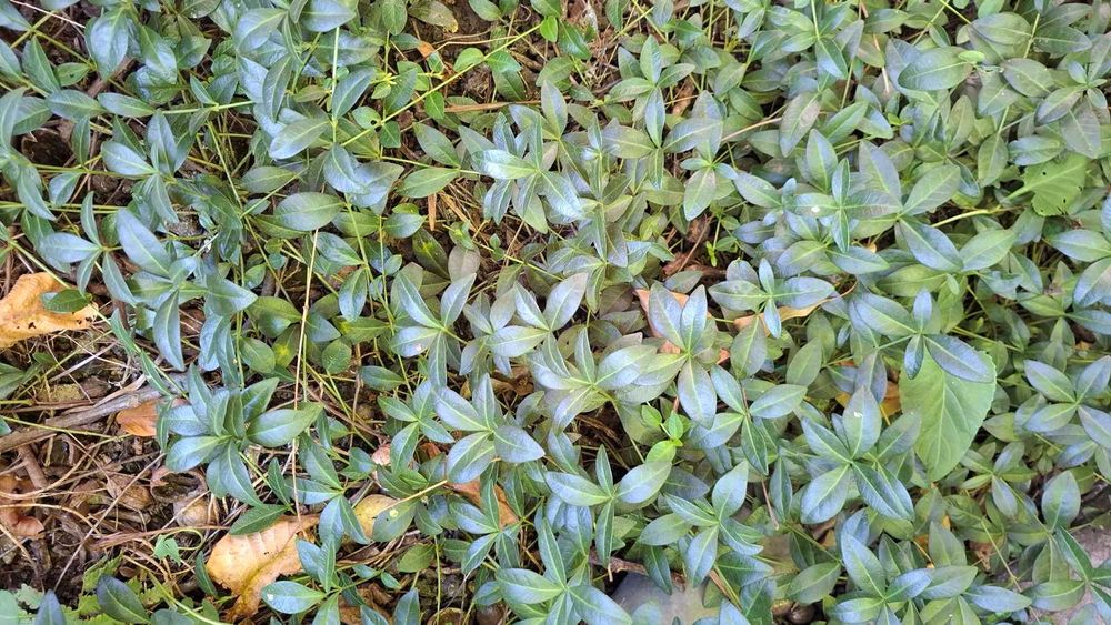 Тіньовитривалі квіти: плющі й  барвінки різні, бересклет Форчуна