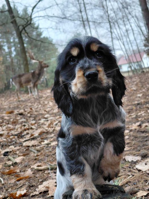 Cocker Spaniel Angielski Blue Roan Tan piesek