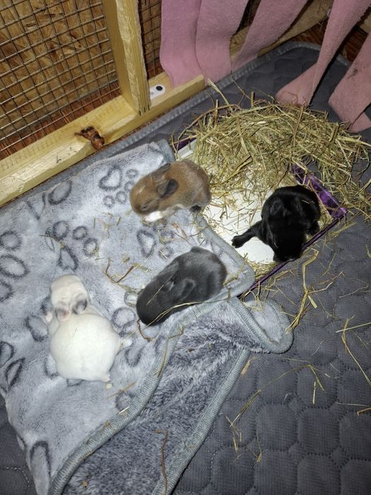 Vendo coelhos anões