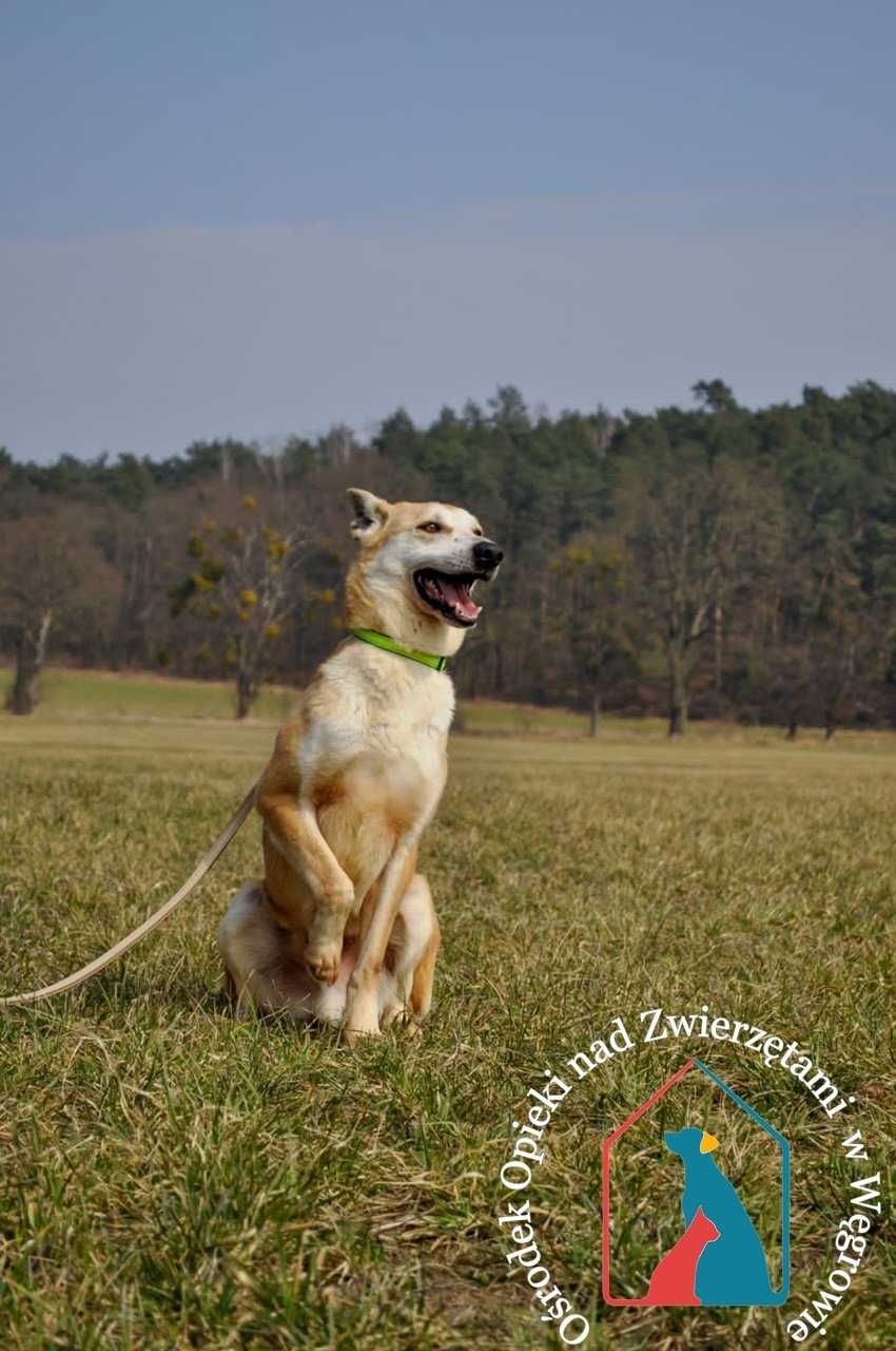 Witek- fajny, ładny piesek szuka domu! Adoptuj!