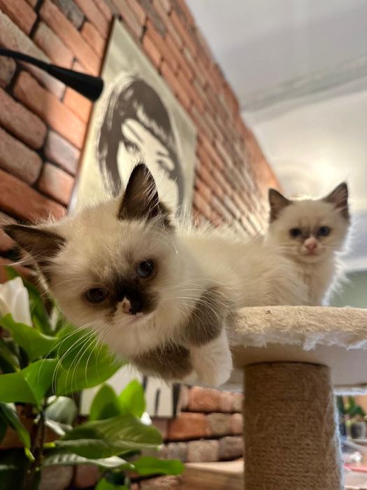 Ragdoll koteczka kocurek gotowe do zmiany domku