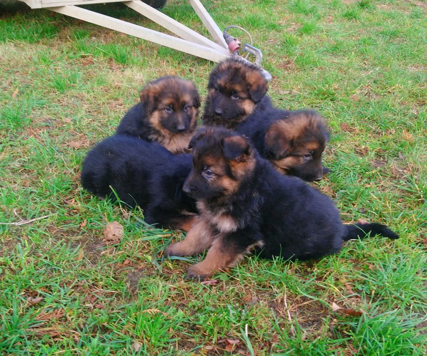 Owczarek niemiecki długowłosy - szczeniak suczka