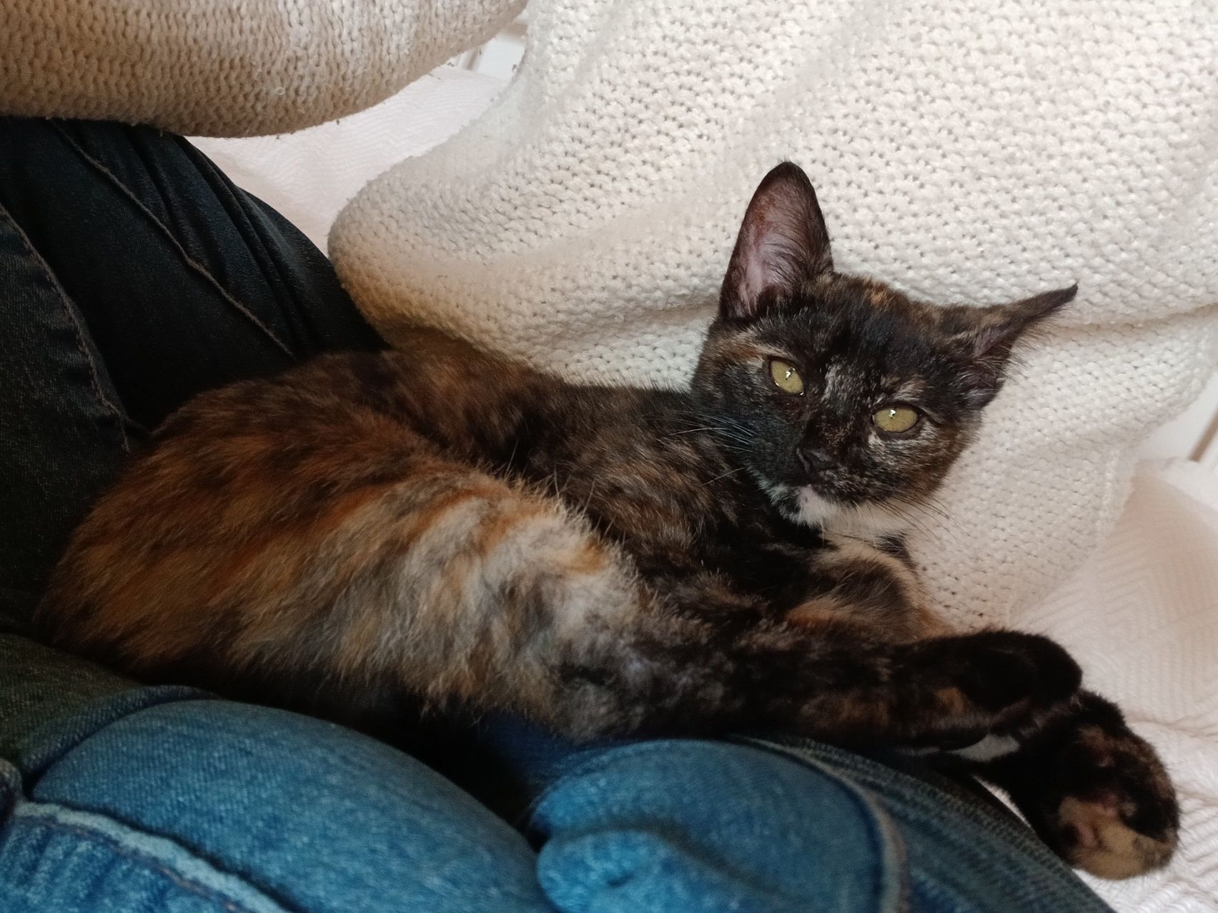 Gatinha para adopção