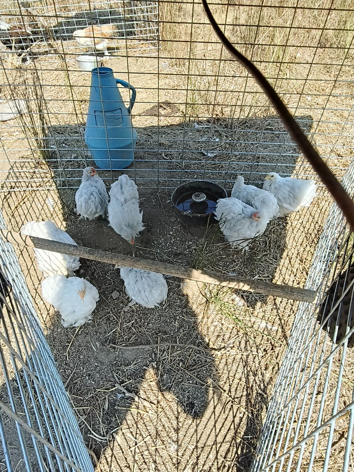 Pekins lavanda novos