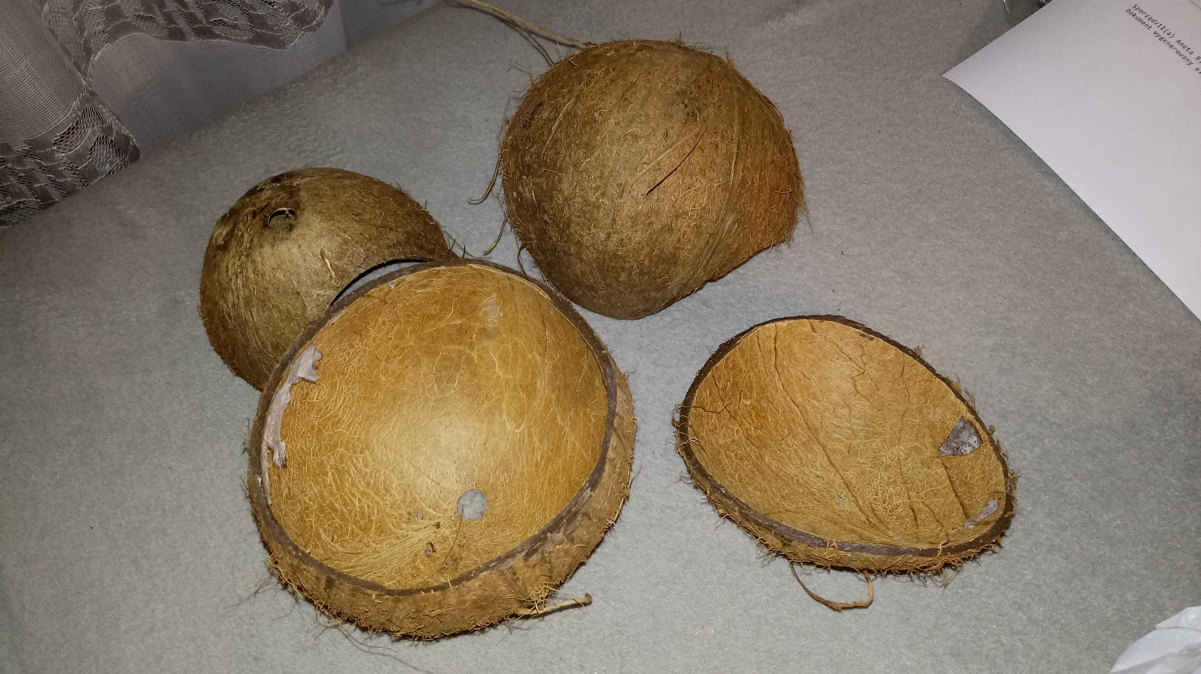 Skorupy kokosów kryjówka do akwarium lub terrarium dekoracja kokos