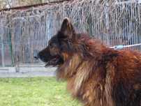 Owczarek aramis adopcja