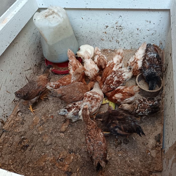 Vendo   fracas brancas  / cocós / coquichas / garnizes novas / gansos