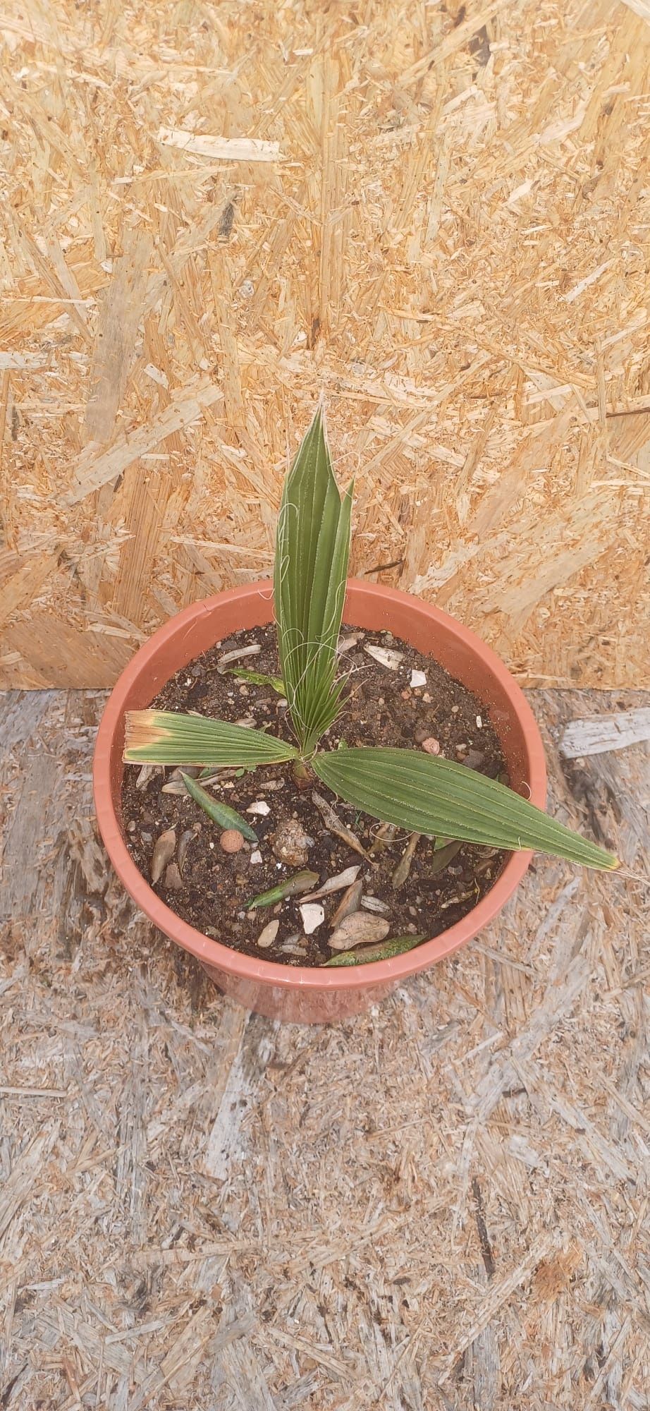 Palmeiras Washingtonia