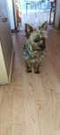 Yorkshire. York terrier Suczka
