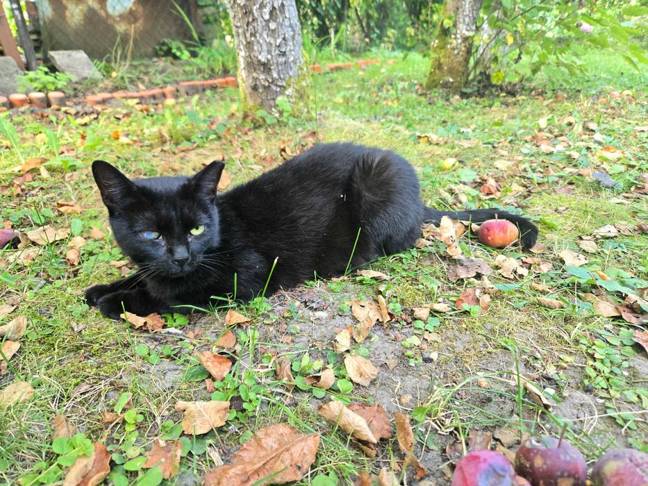 RocznA KOTKA DO ADOPCJI Zielona Góra