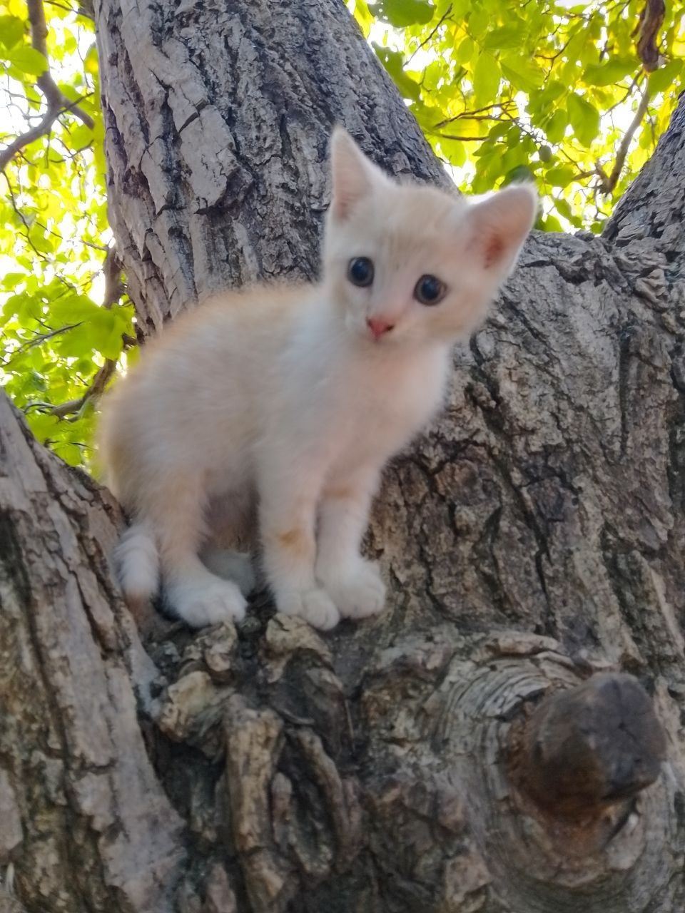 Кошеня безкоштовно