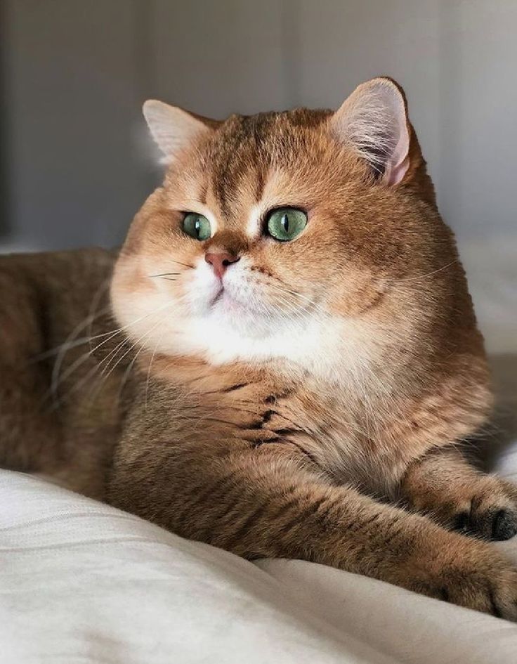 Присмотр за кошками и котиками. Одесса. 
Персональная котоняня