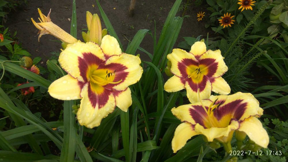 лилейники, колокольчики  карпатский и персиколистный, лаванда