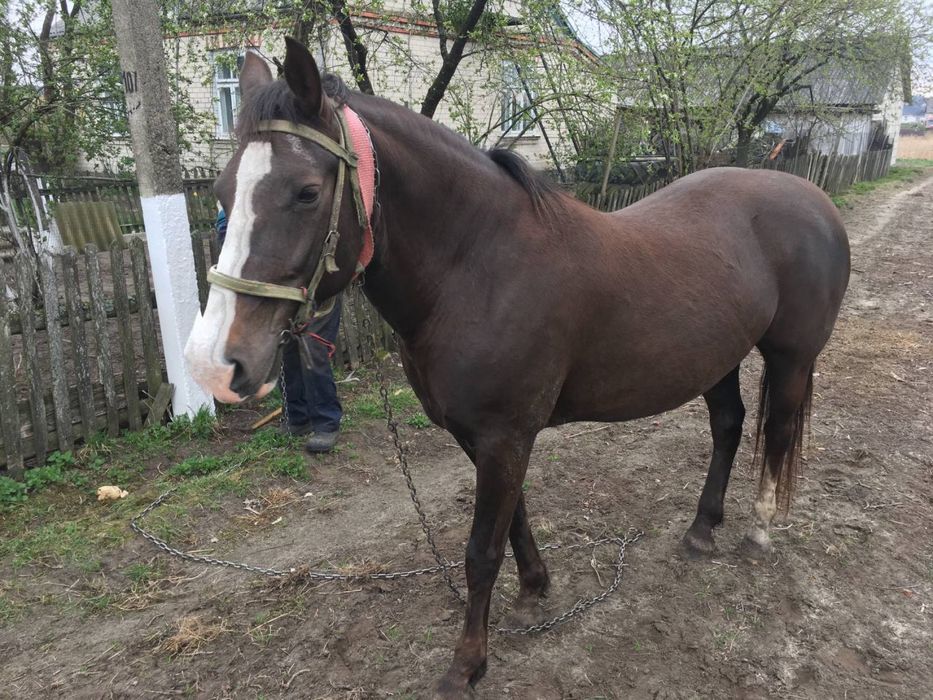 Продається хороша кобила
