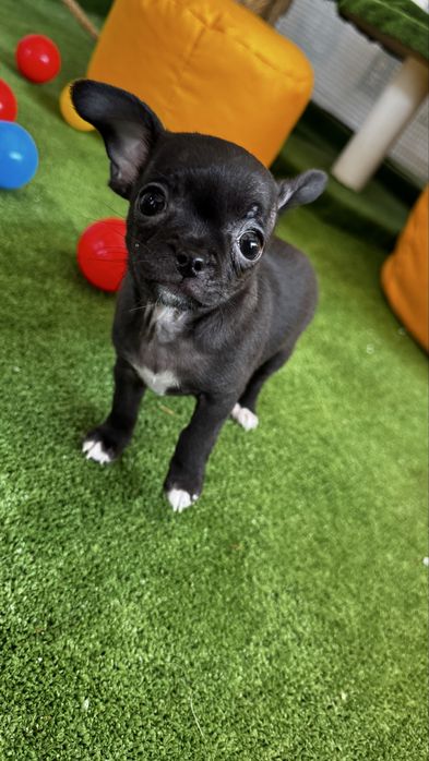 Mini xs chłopiec Chihuahua - gotowy! Canis e Catus FCE