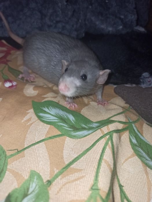 Криски в добрі руки