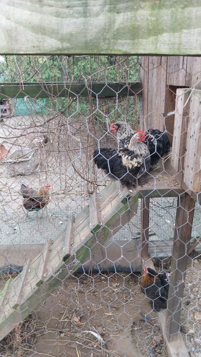 Sprzedam kochimy mini