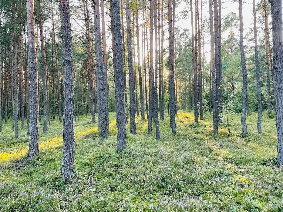 Rapy dylańskie ziemia rolno-leśna 0,42 ha Puszcza Solska